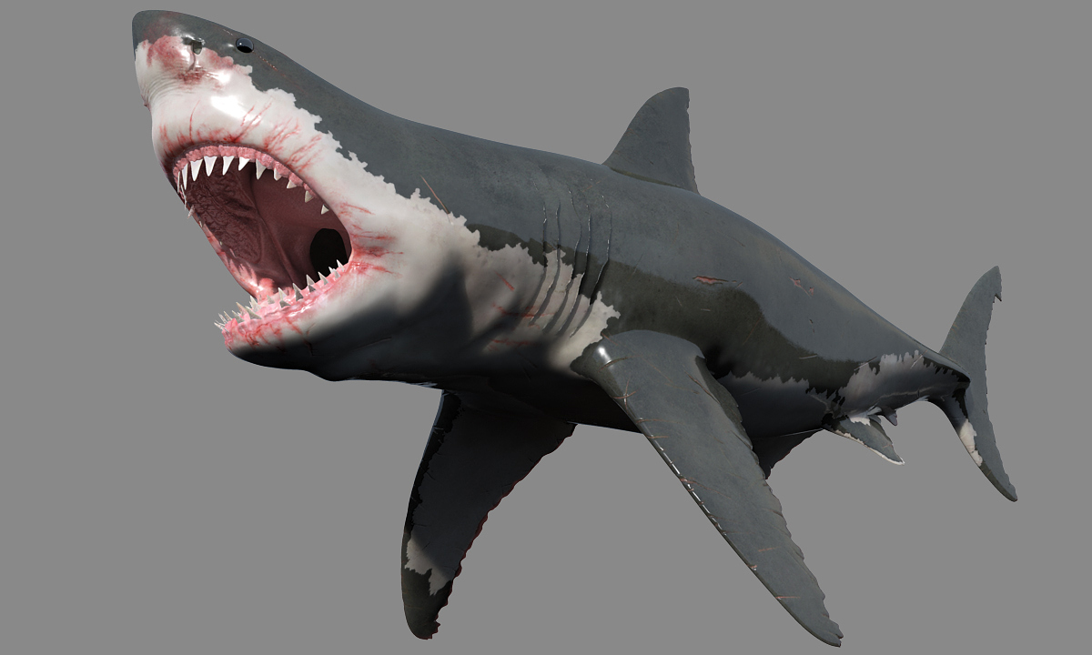shark3.jpg