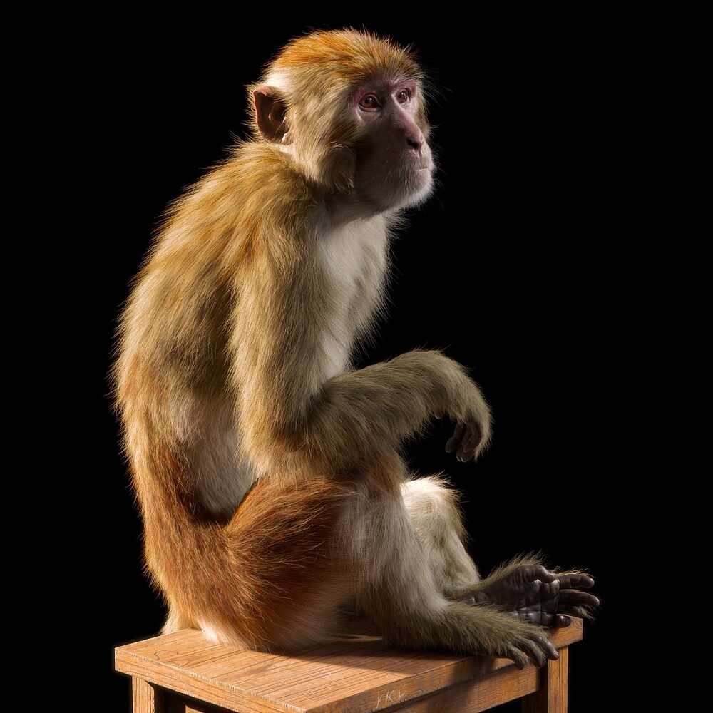 monkey_render_08