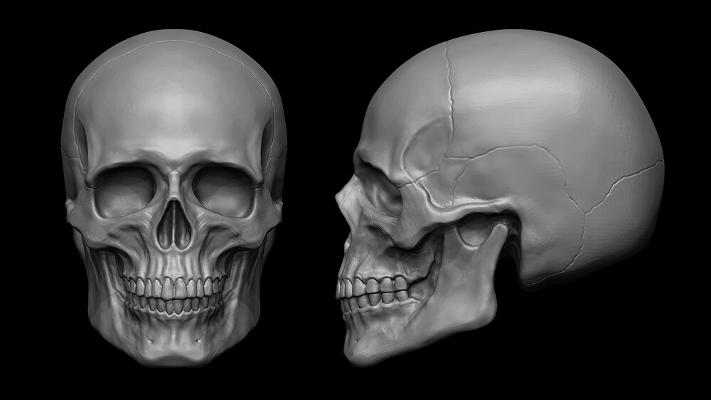 Skull