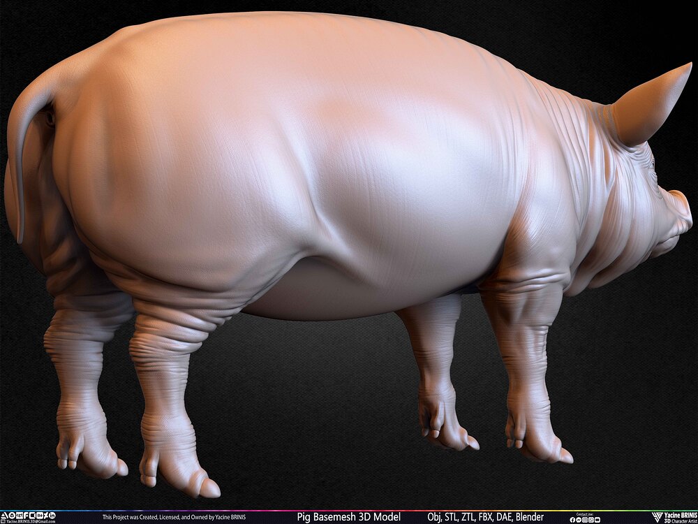 Pig Basemesh 3D Model Animal Anatomy Sculpted by Yacine BRINIS Set 053