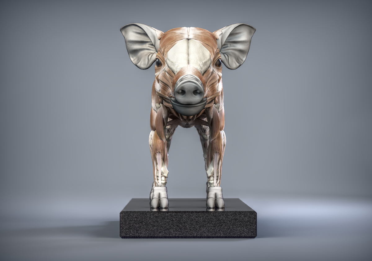 Muscle_Front_new