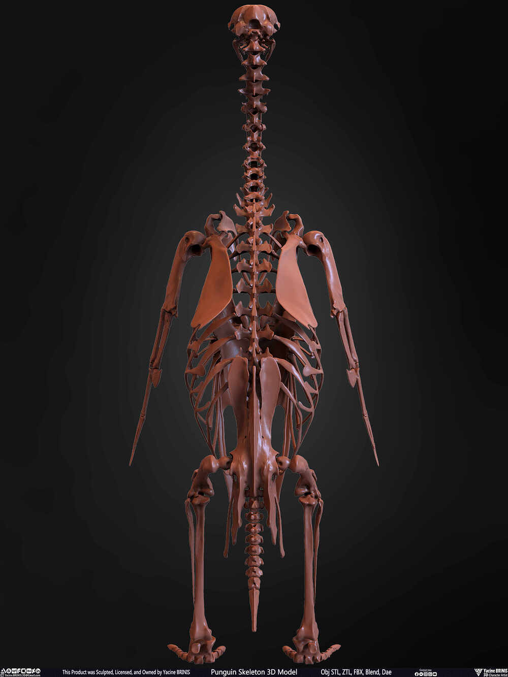 Punguin Skeleton 3D Model Sculpted by Yacine BRINIS Set 016