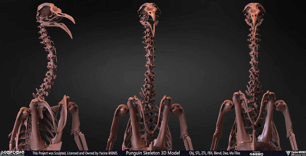 Punguin Skeleton 3D Model Sculpted by Yacine BRINIS Set 040