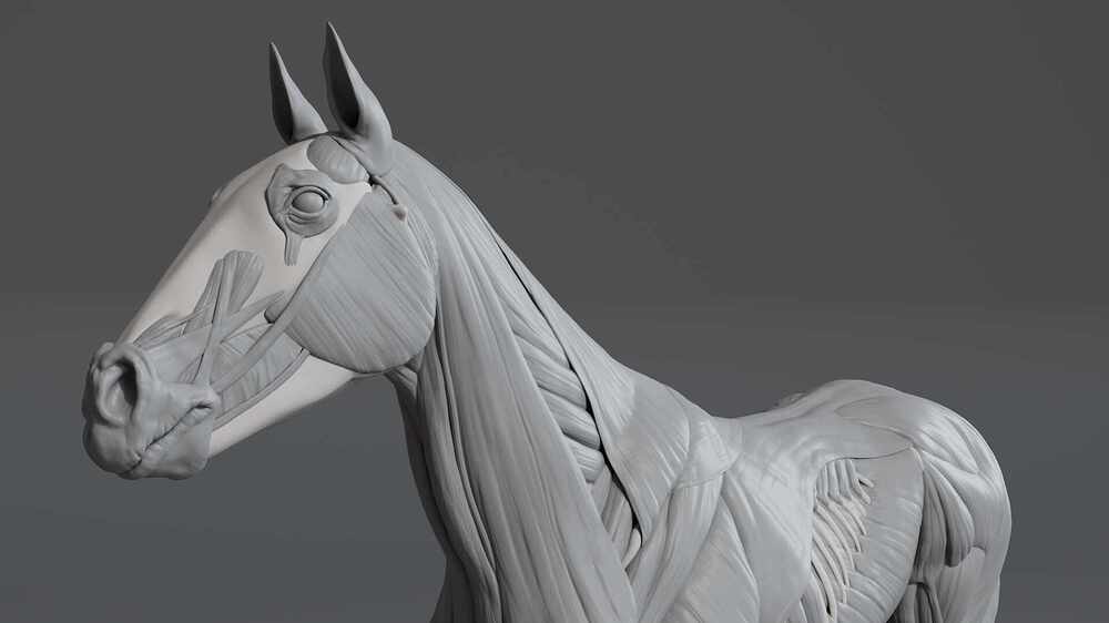 Horse_Closeup01