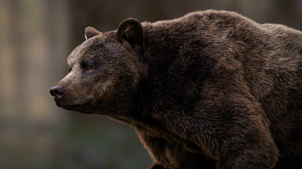 grizzly_user_camShape_acescg_v003b