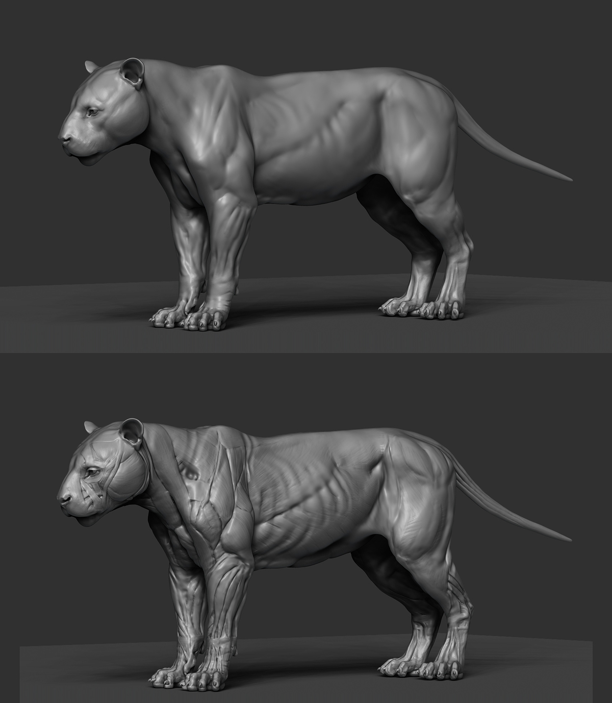 pantherOnca_003_proportions