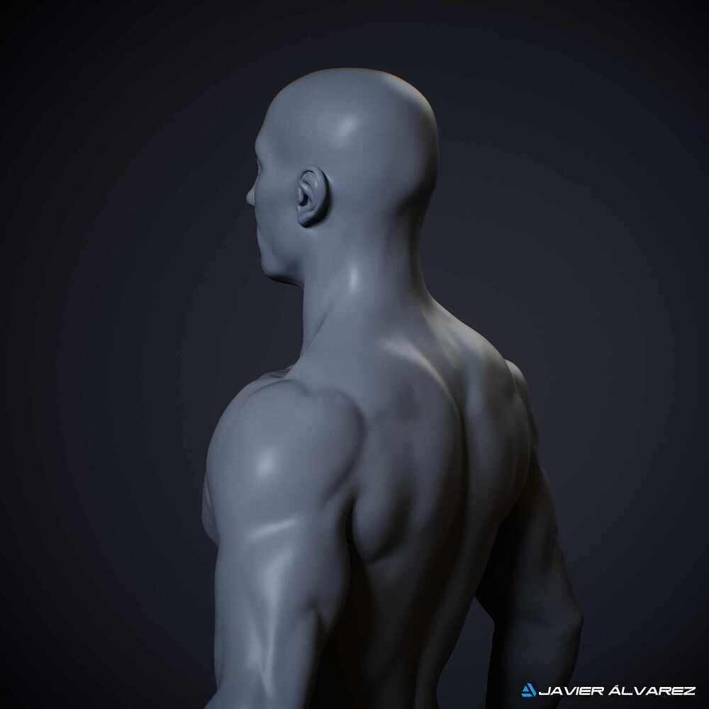 MaleAnatomyJAlvarez_8
