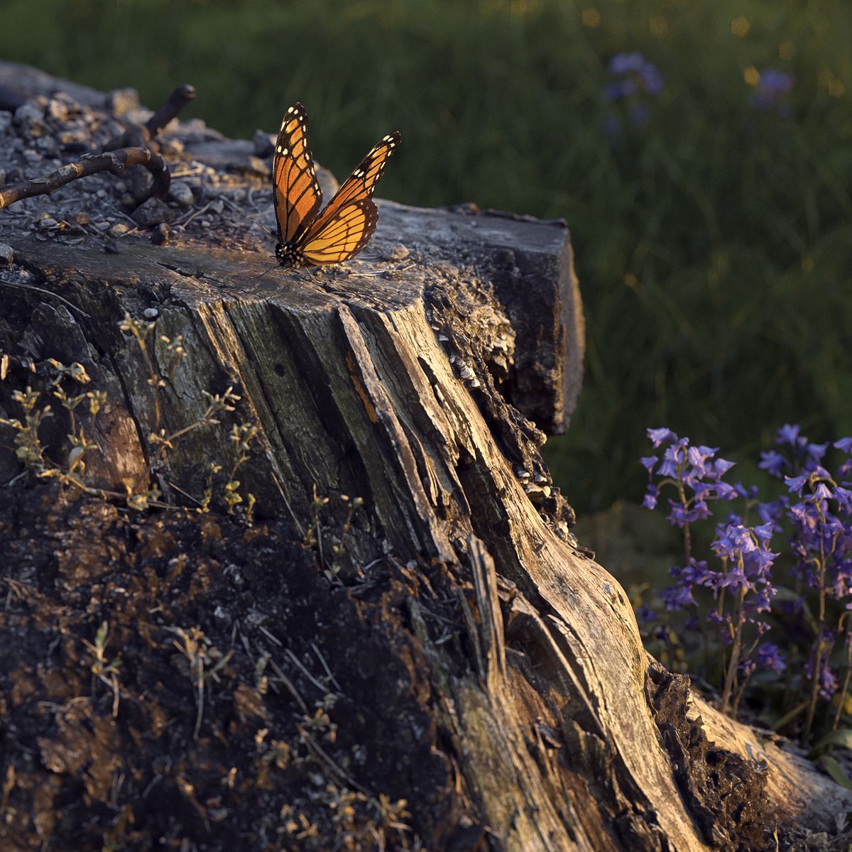 beauty1_v001_crop