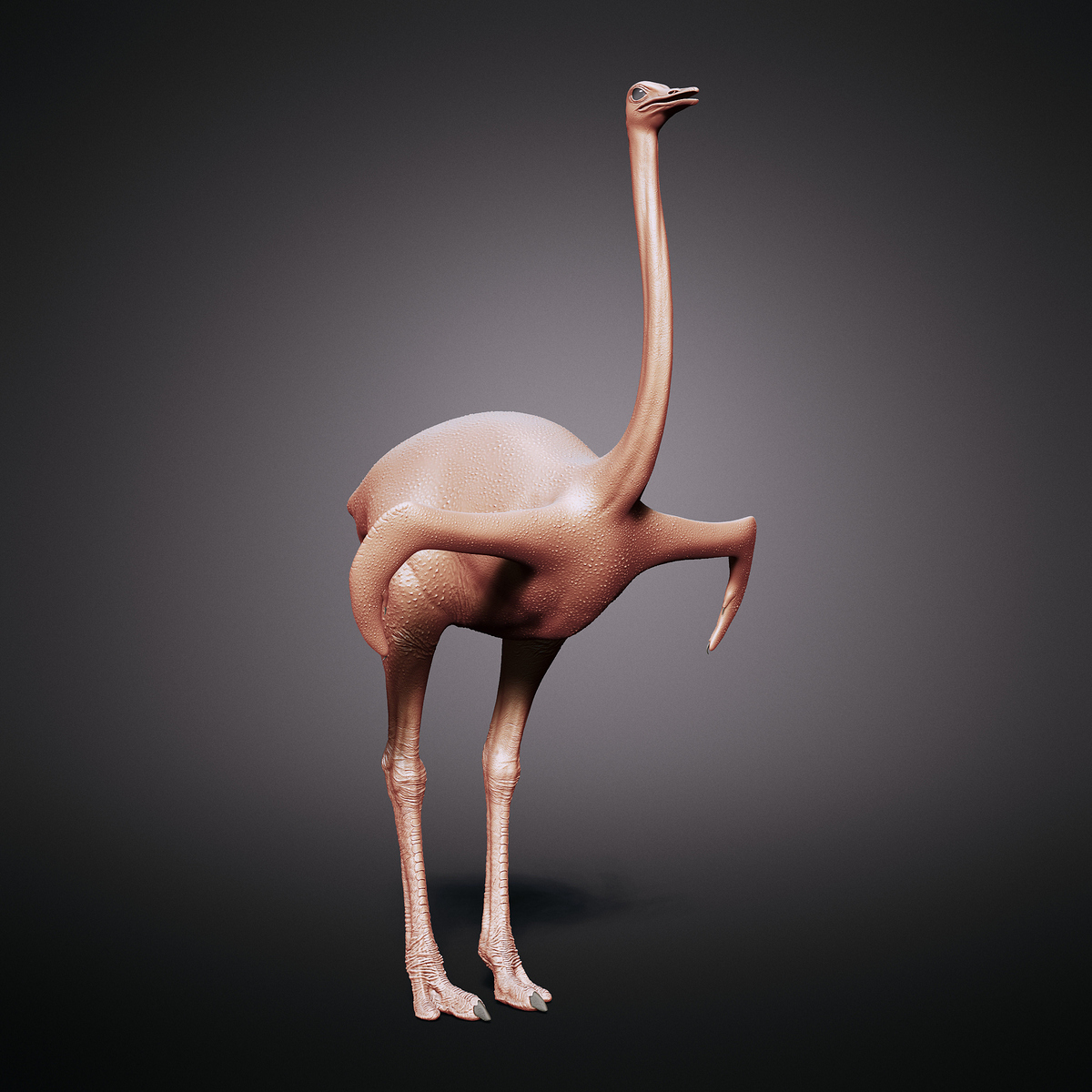 Ostrich_scu0000