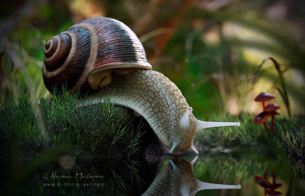 Roman_Snail_05