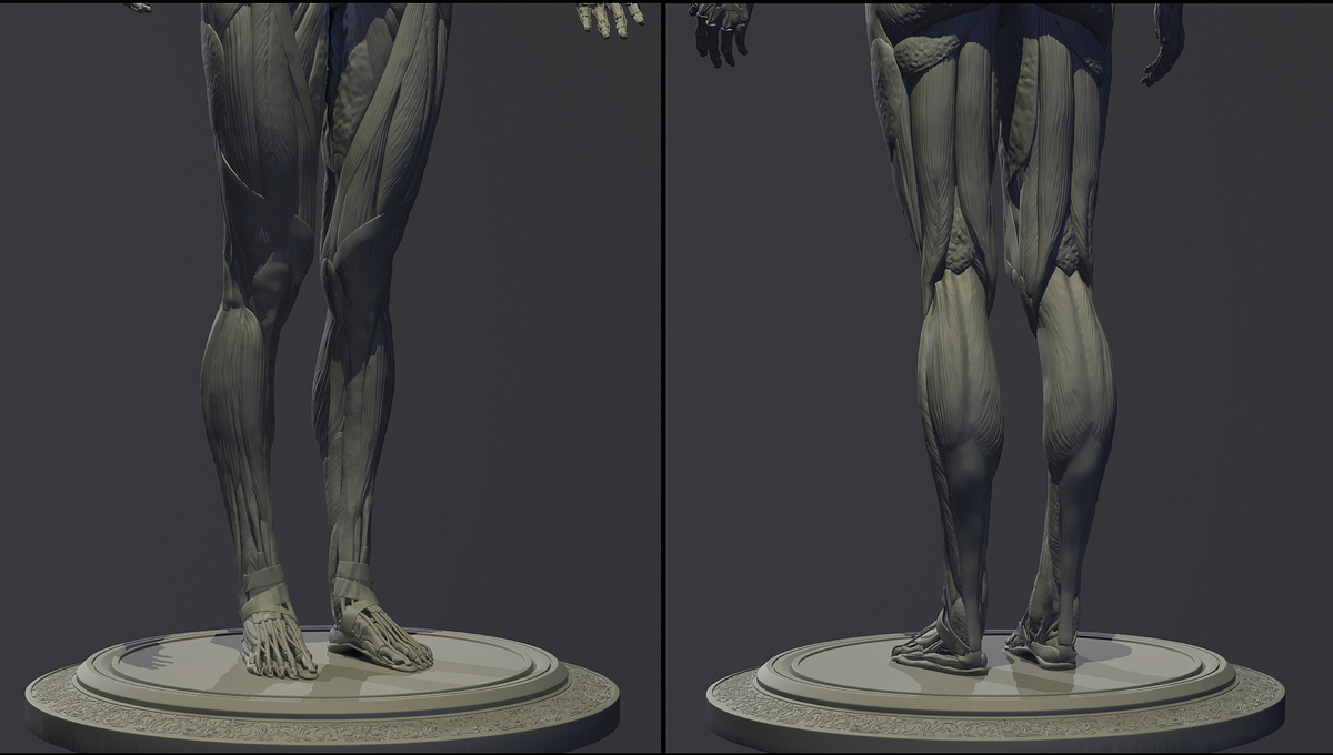 Female_Anatomy_Kit_CloseUp03