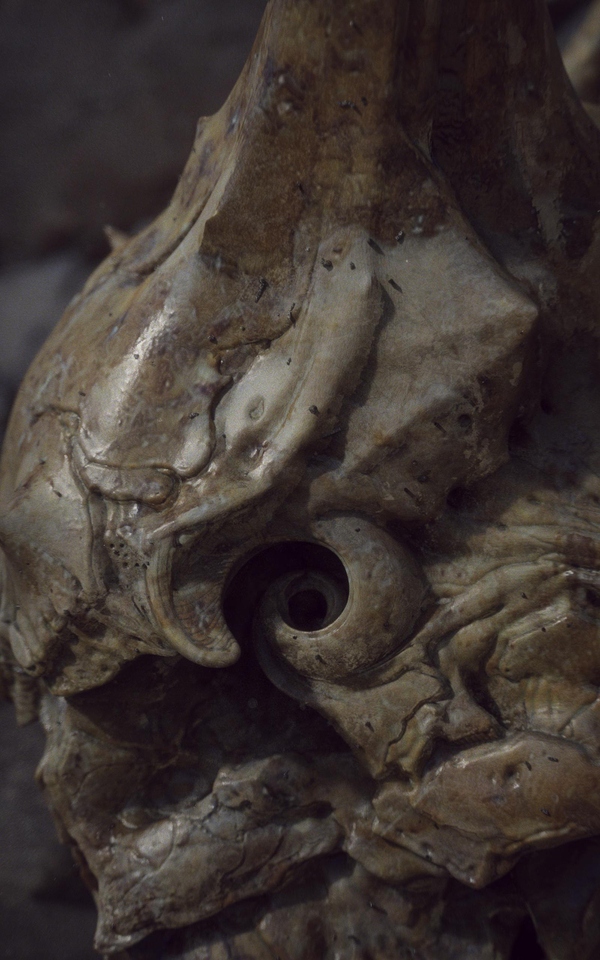 skull_close_up_03