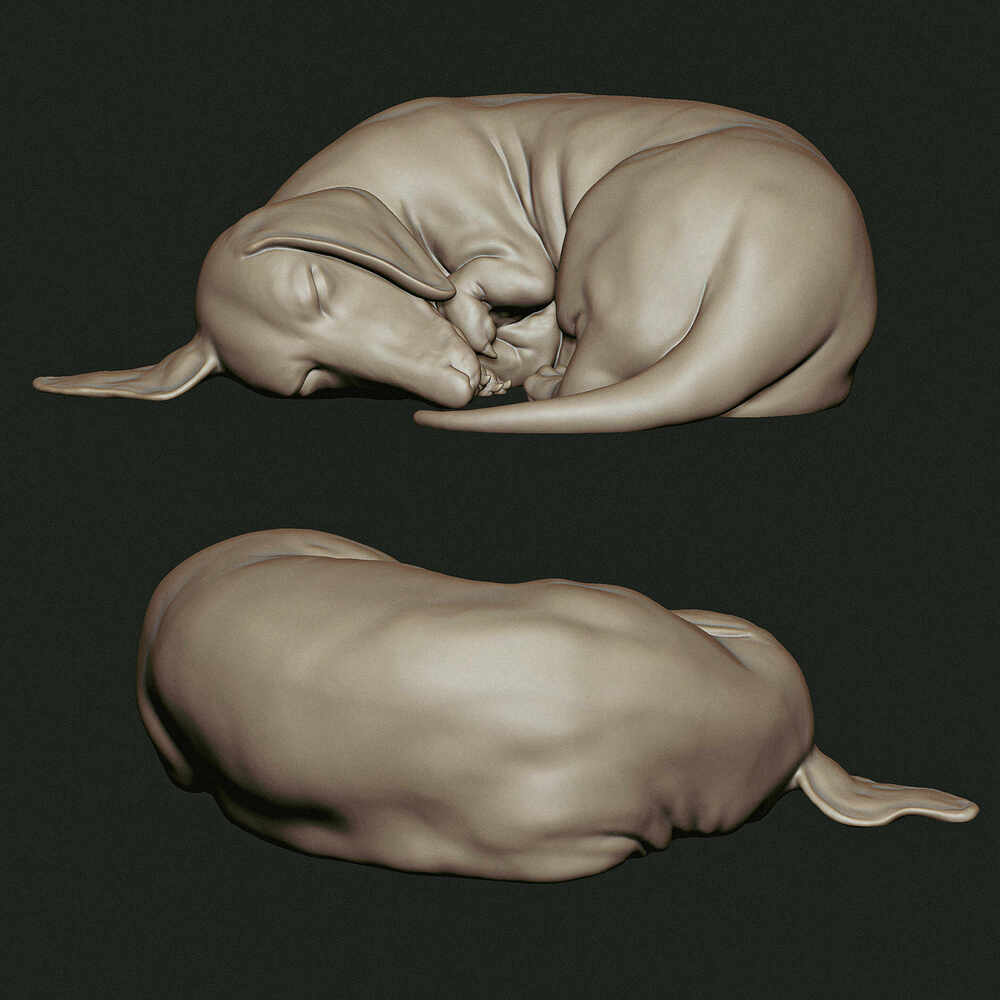 dachshund-2