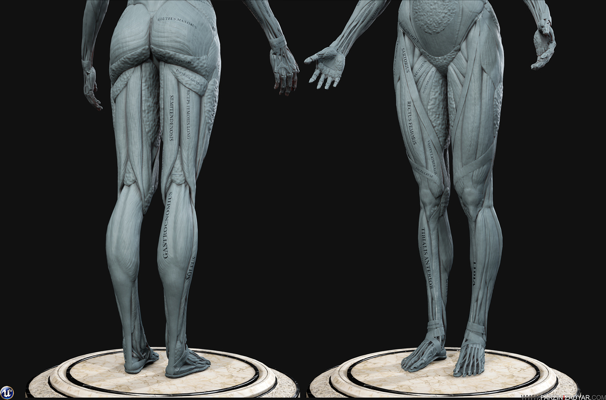 Farzin_Izadyar_Female_Anatomy_Kit_Grey01