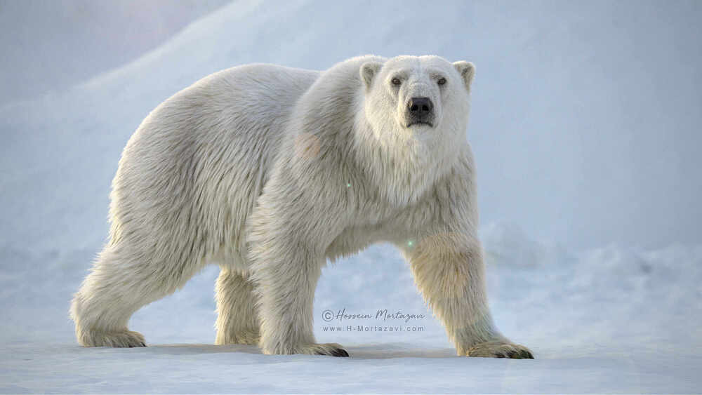 Polar Bear 02-www.h-mortazavi.com