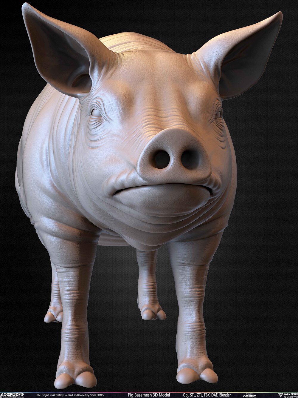 Pig Basemesh 3D Model Animal Anatomy Sculpted by Yacine BRINIS Set 033