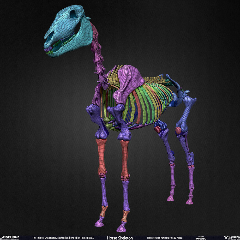 Highly Detailed Horse Skeleton 3D Model Sculpted by Yacine BRINIS Set 065