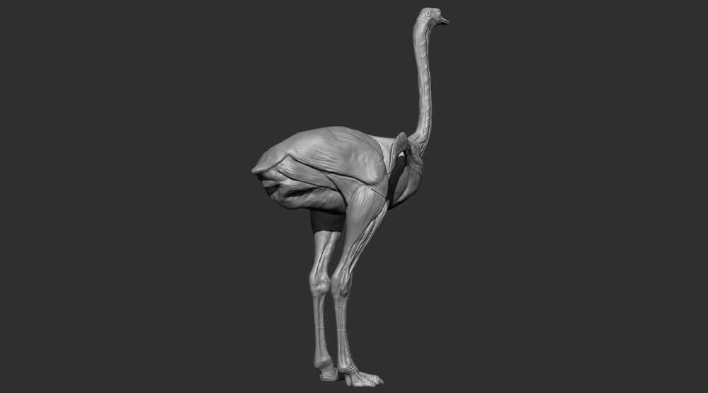 ostrich2