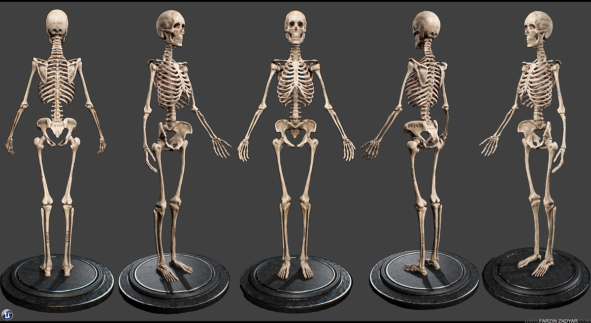 Farzin_Izadyar_Female_Anatomy_Kit_Skelly_Solo