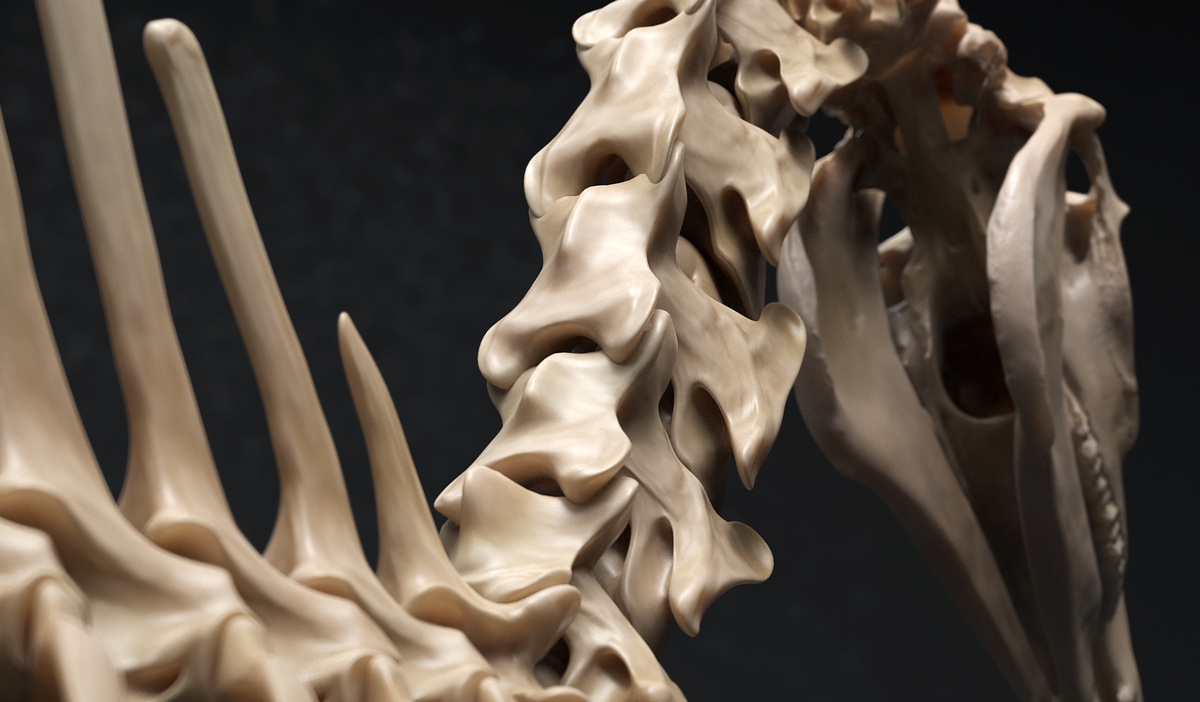 Skeleton-2