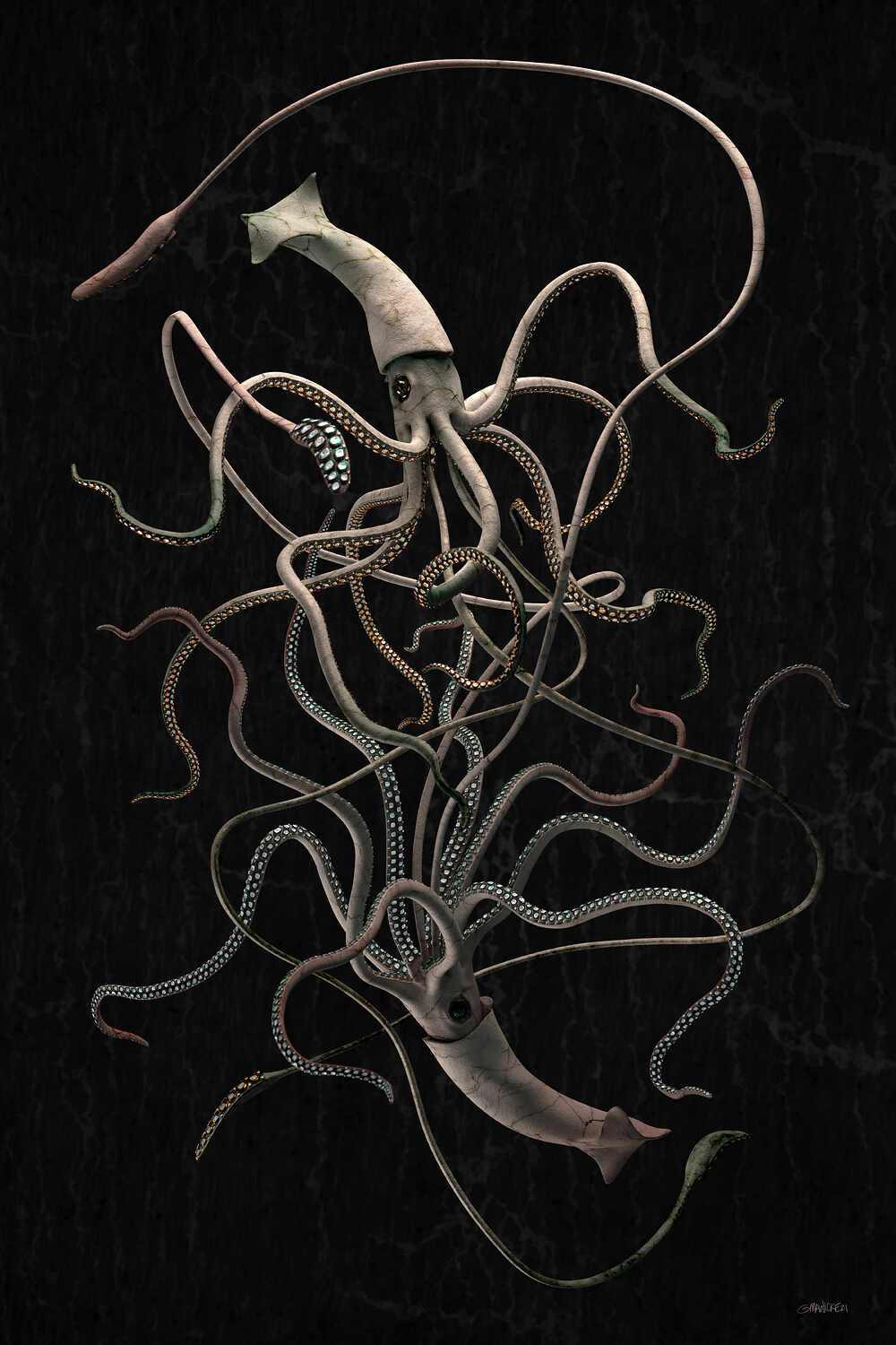 squid_lg_dk