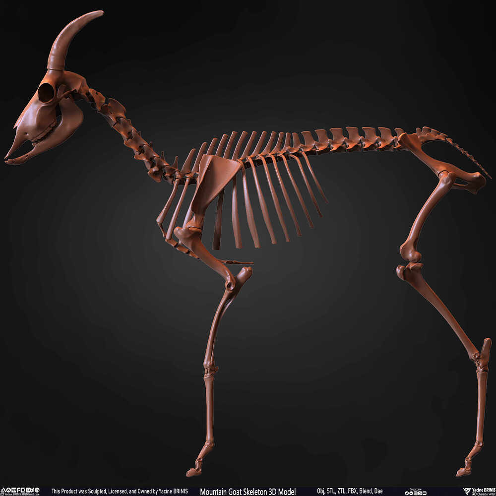 Mountain Goat Skeleton 3D Model Sculpted by Yacine BRINIS Set 011