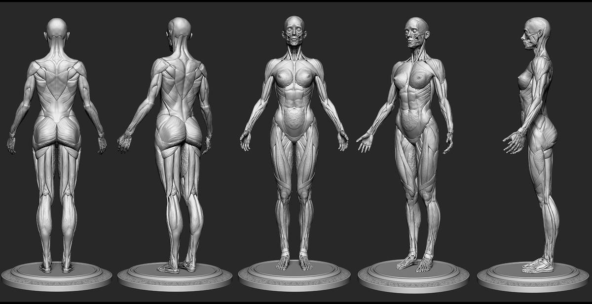 Female_Anatomy_Kit_ZBrush