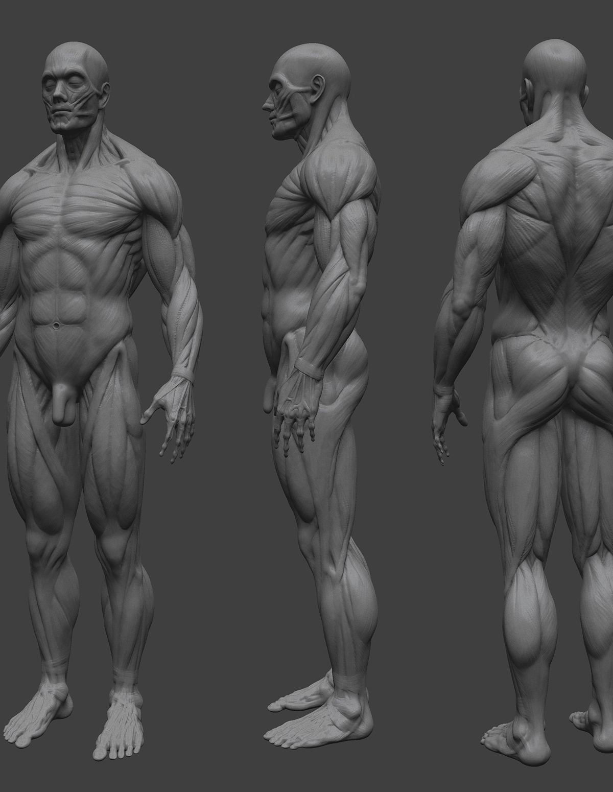 anatomy01.jpg