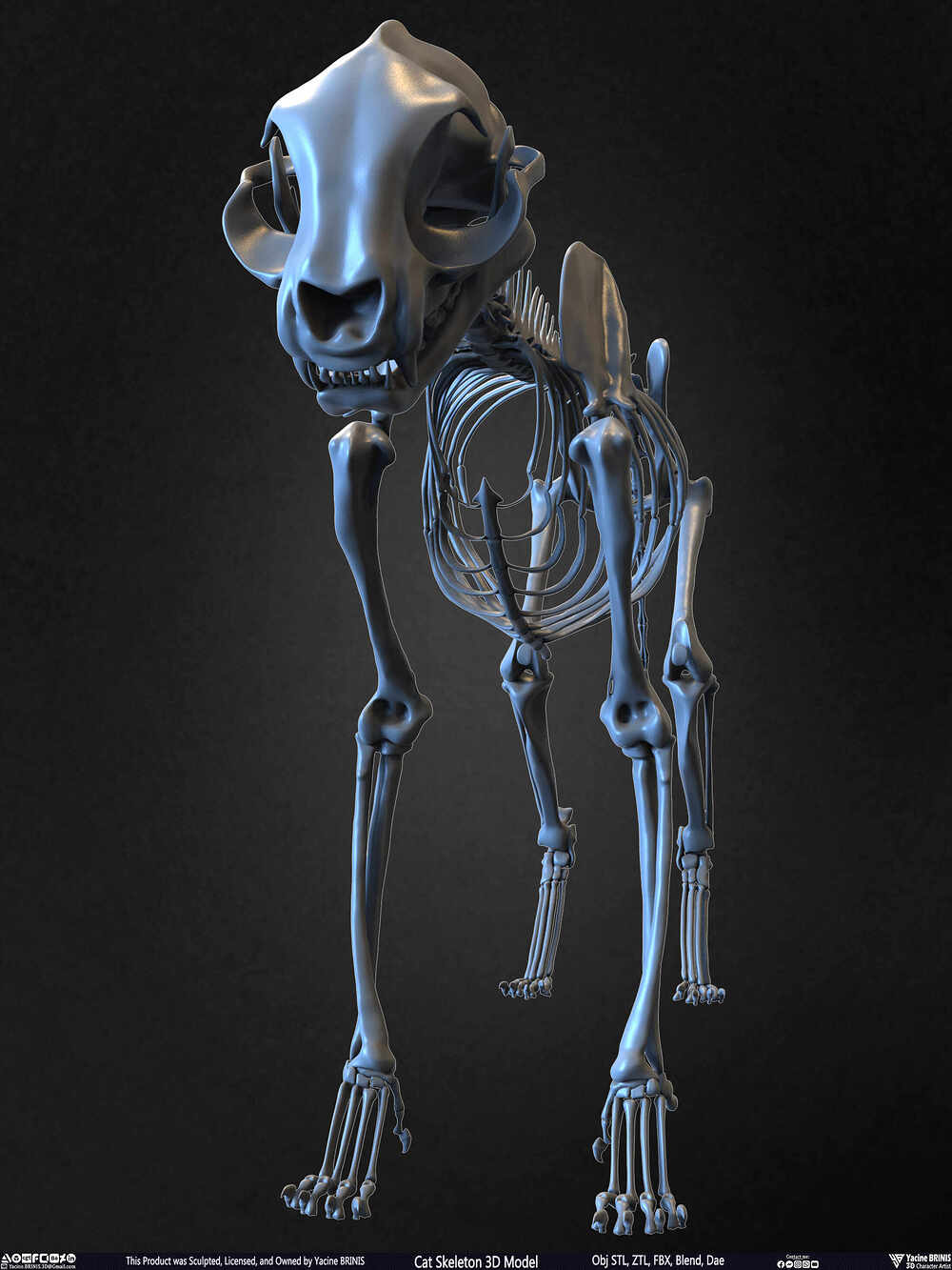 Highly Detailed Cat Skeleton 3D Model Sculpted by Yacine BRINIS Set 006