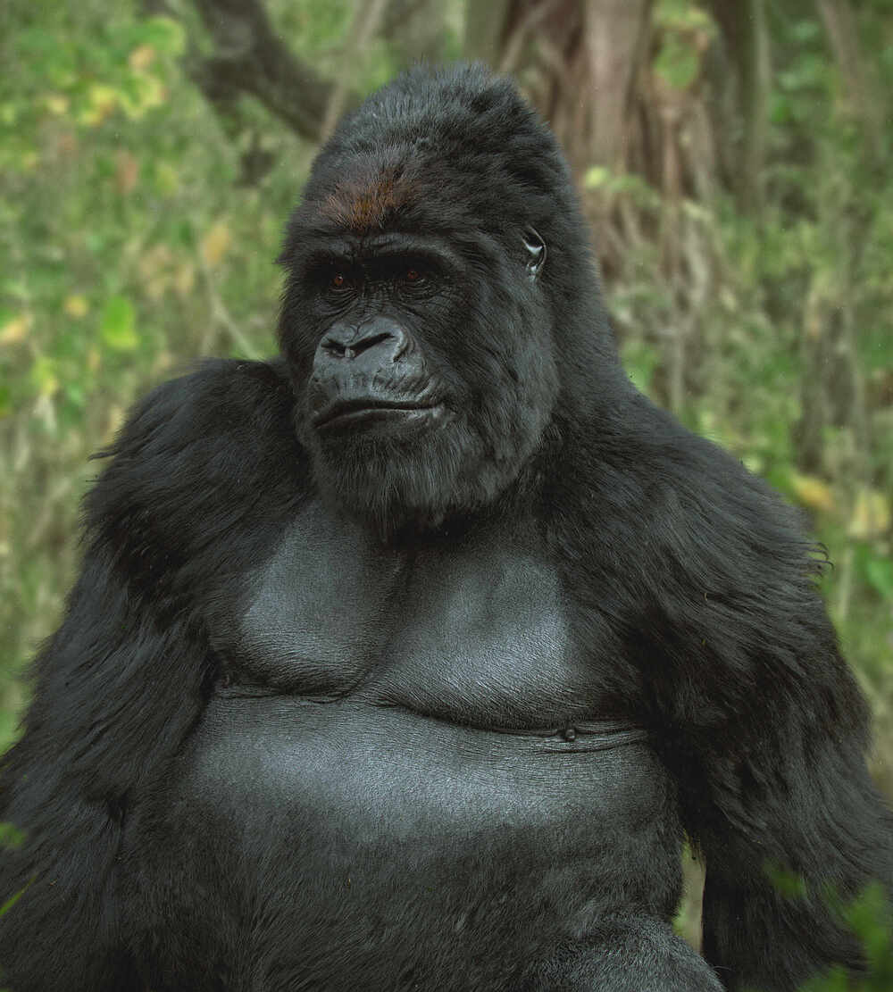 Gorilla_final_004_woods