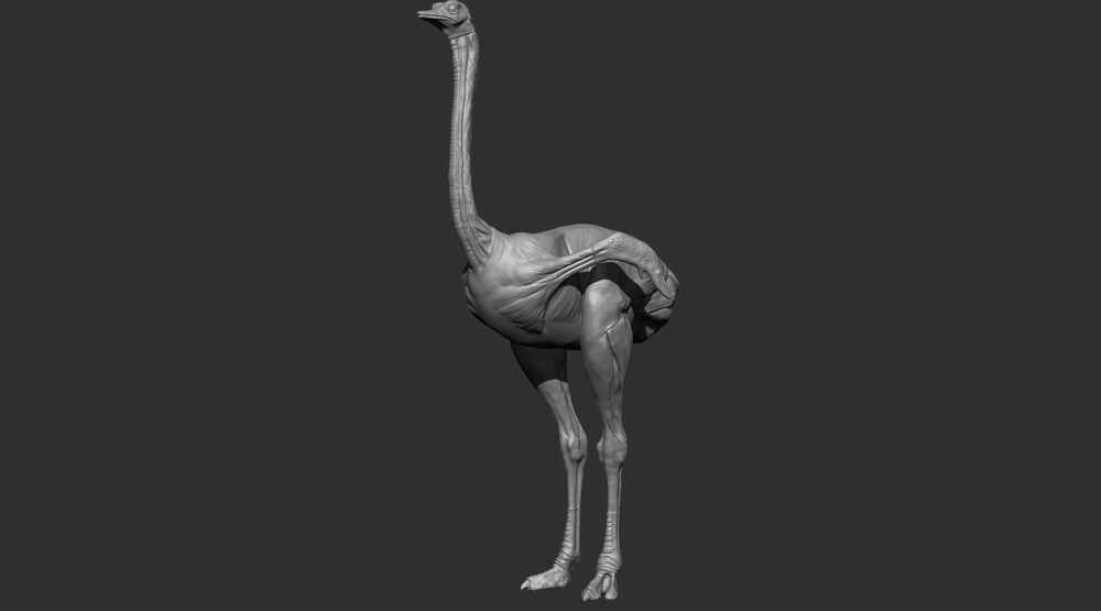 ostrich