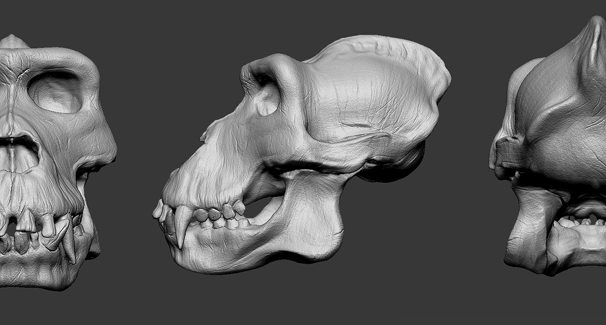 Gorilla Zbrush Ortho.jpg