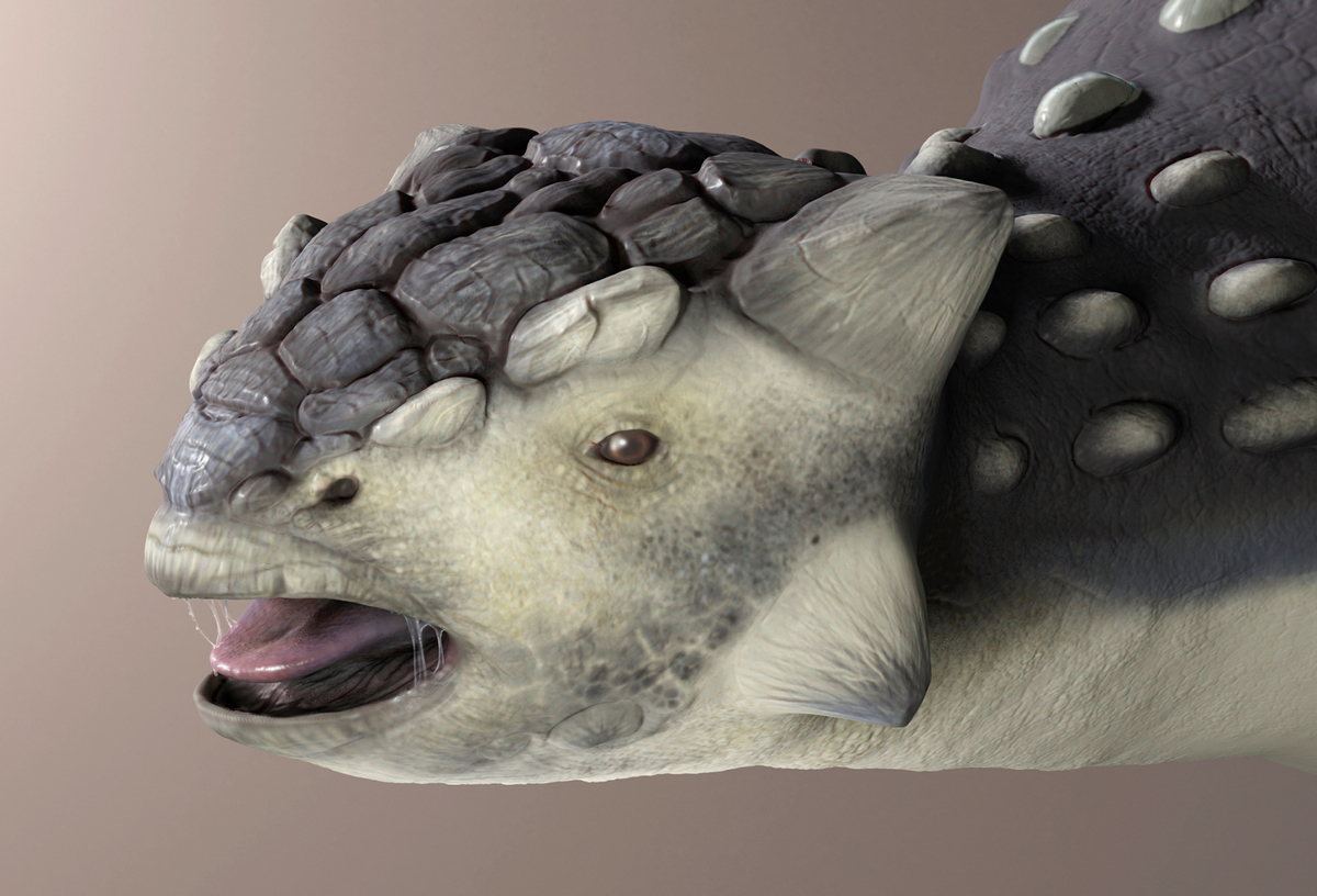 ankylosaurus01b