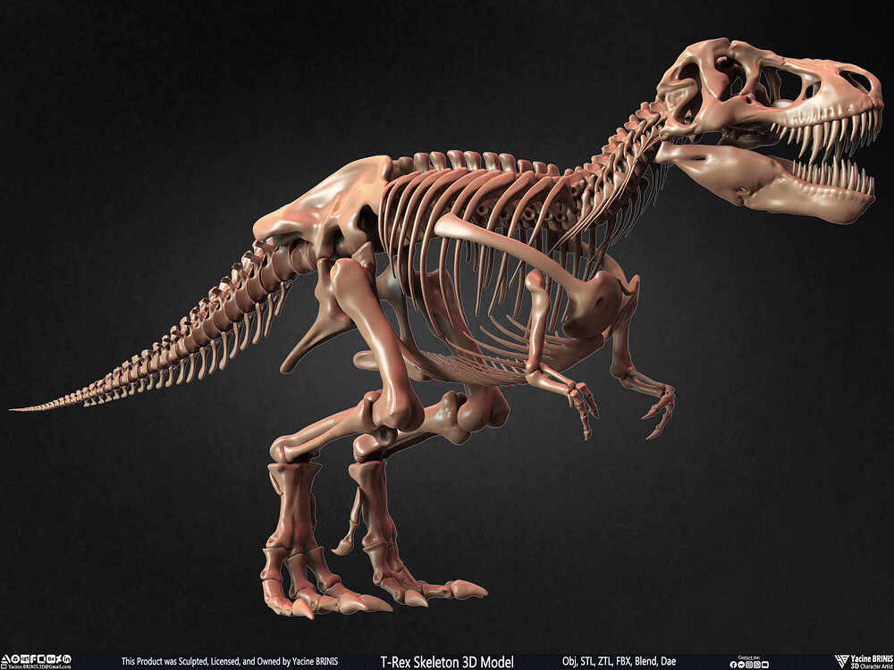 T-Rex Skeleton 3D Model (Tyrannosaurus Rex) Sculpted By Yacine BRINIS Set 003