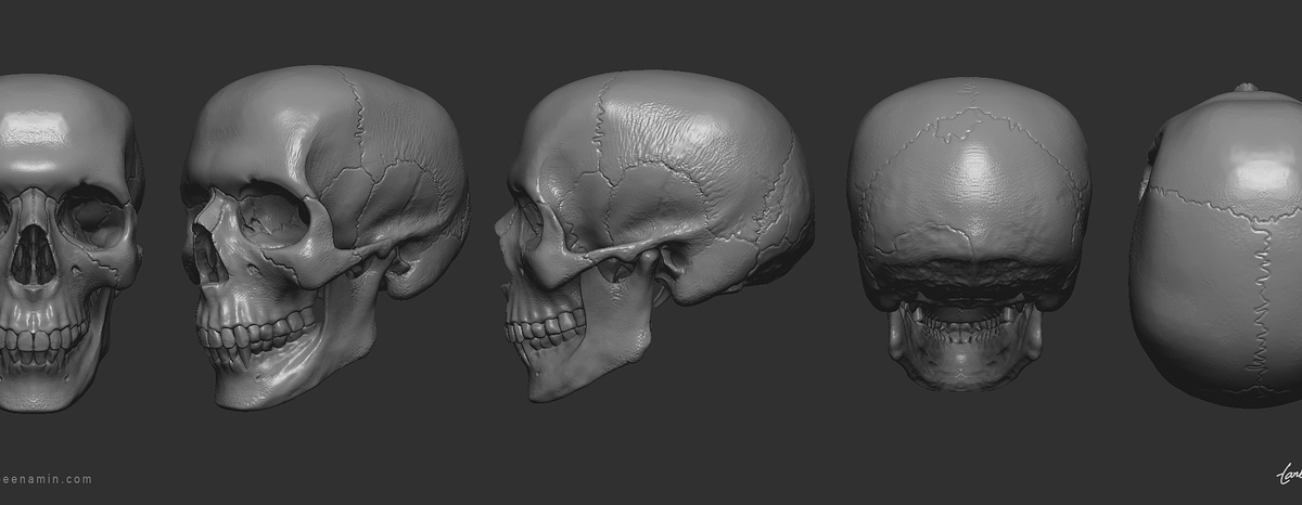 tanbeen-skull-anatomy-study-9-b3a7ec93-6fv5.jpg