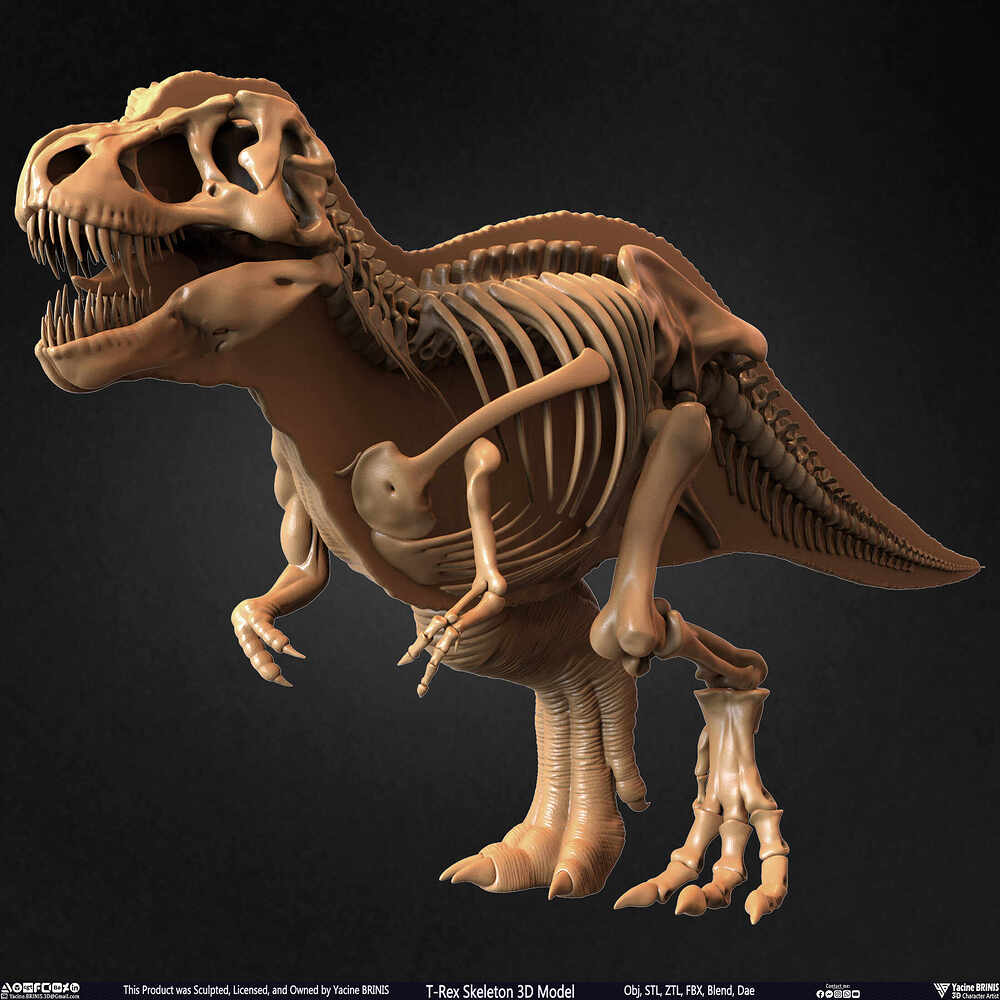 T-Rex Skeleton 3D Model (Tyrannosaurus Rex) Sculpted By Yacine BRINIS Set 046