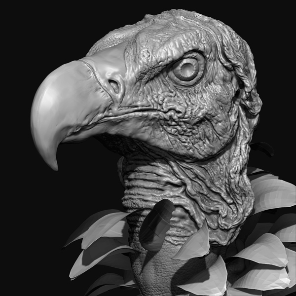 Vulture_grey