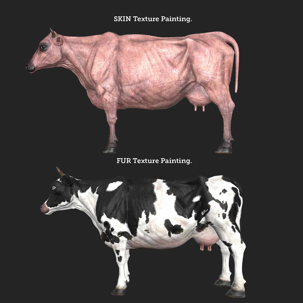 Cow_8
