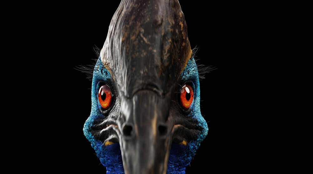 cassowary_02