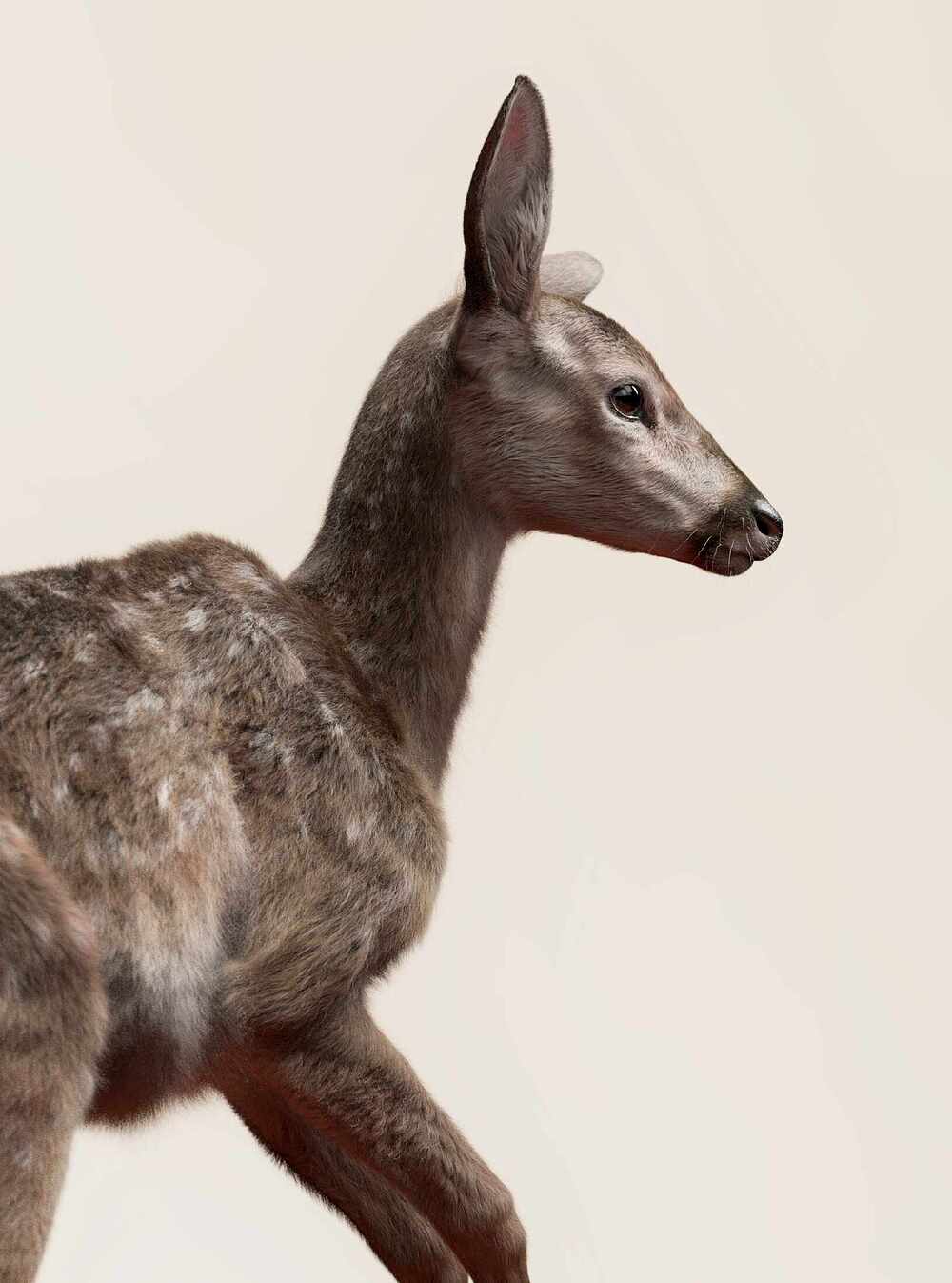 deer_7