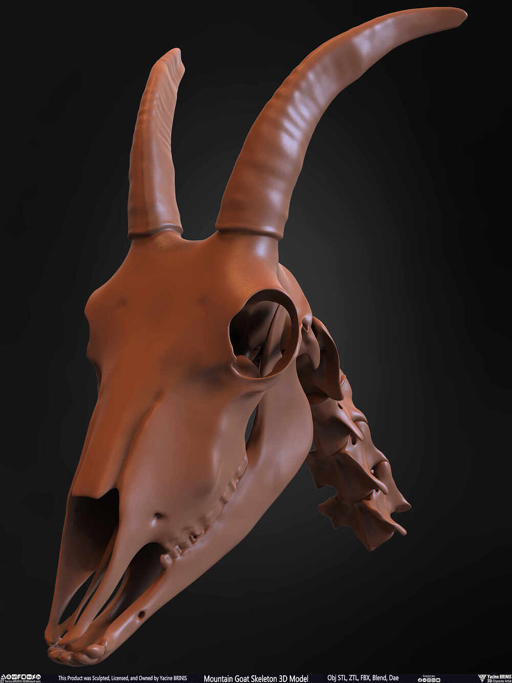 Mountain Goat Skeleton 3D Model Sculpted by Yacine BRINIS Set 033