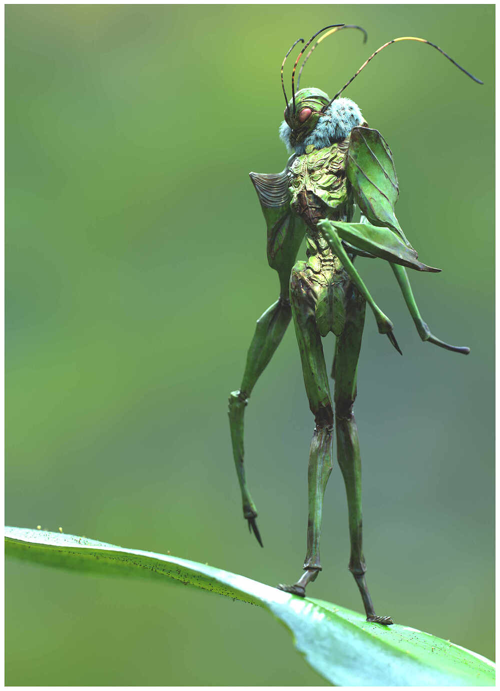 Crop_fairy_walkin_ (3)