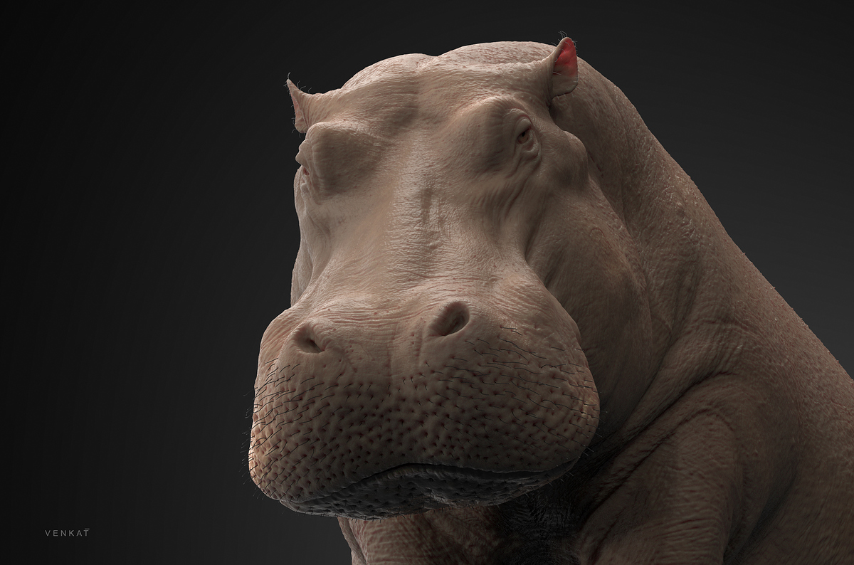 hippo_05_fx