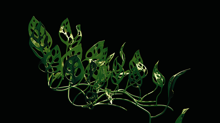 Monstera3