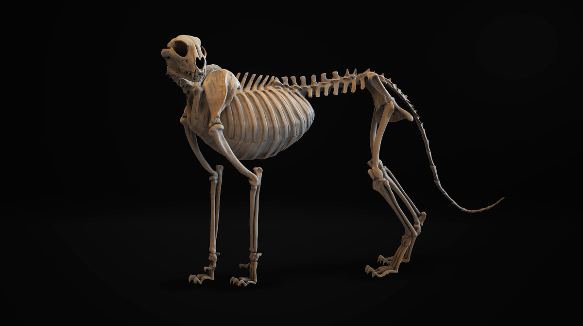 Cheetah_Bones_v02