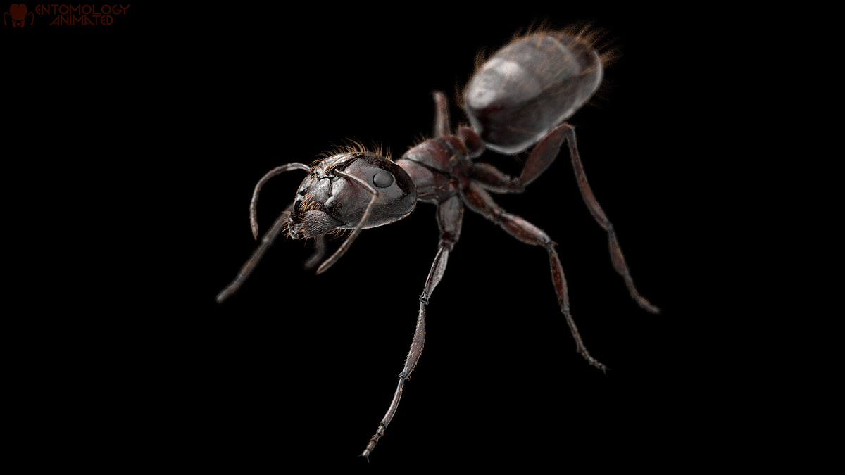 eric-keller-camponotus-pen-render-03black