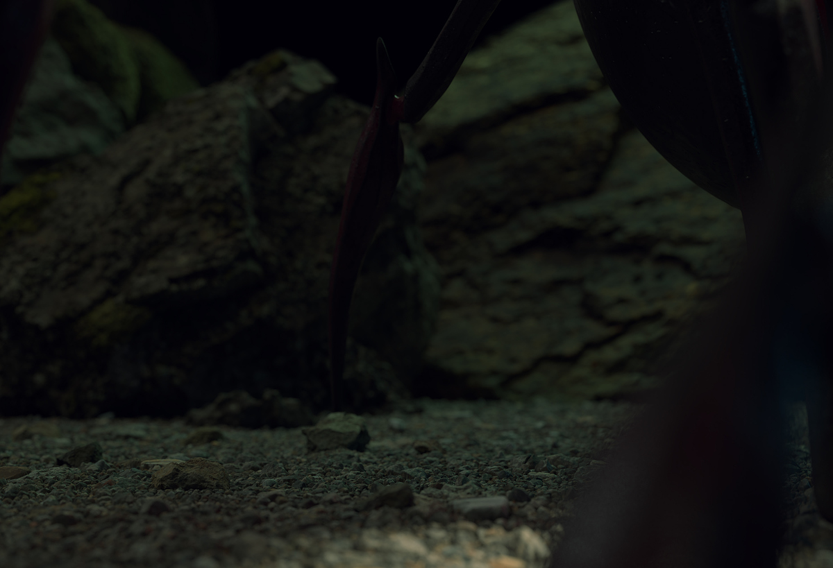 close_up_pedras