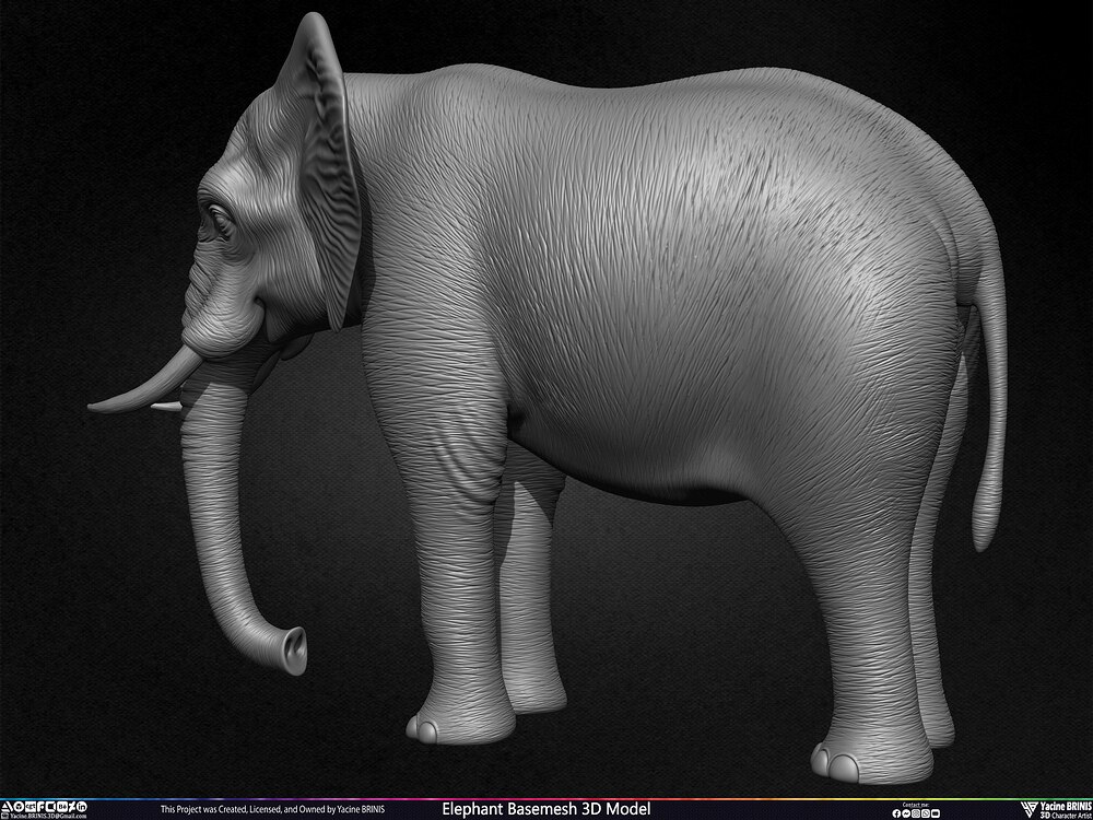 Elephant Basemesh 3D Model Animal Sculpted by Yacine BRINIS Set 017