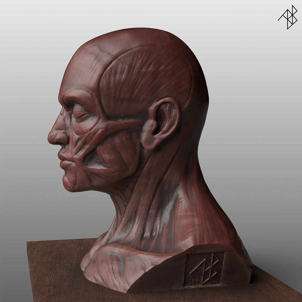 Facial Anatomy - Improved - 03