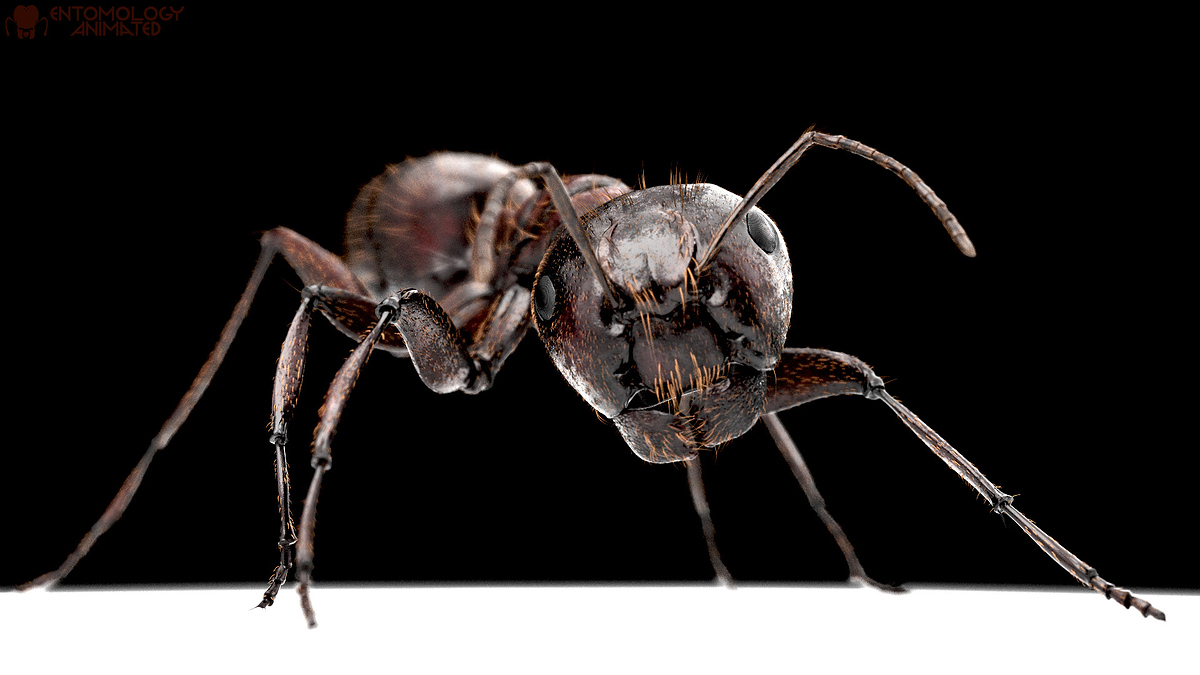 eric-keller-camponotus-pen-render-01